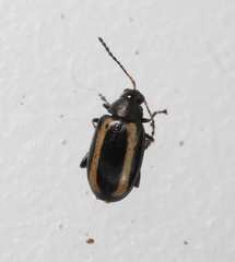 Phyllotreta undulata