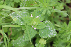 Neoerysiphe galeopsidis