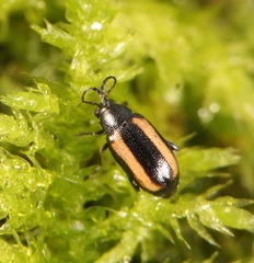 Phyllotreta vittata
