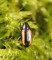 Phyllotreta vittata
