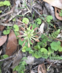 Chaerophyllum eriopodum