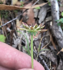 Chaerophyllum eriopodum