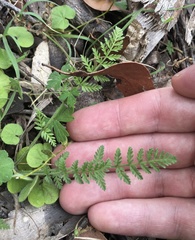 Chaerophyllum eriopodum