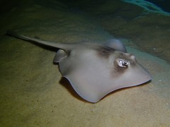 Trygonoptera personata