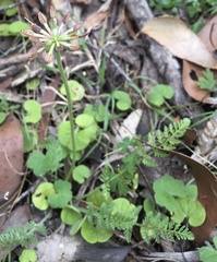 Chaerophyllum eriopodum