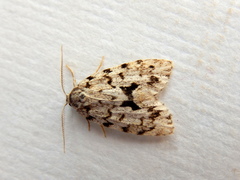 Thallarcha macilenta