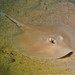 Western Shovelnose Stingaree - Photo (c) Martin, some rights reserved (CC BY-NC-SA)