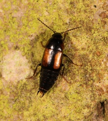 Tachinus subterraneus