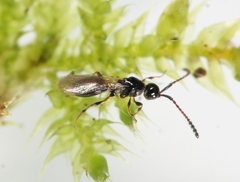 Trichopria sociabilis