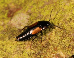 Tachinus subterraneus