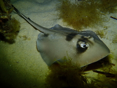 Trygonoptera personata