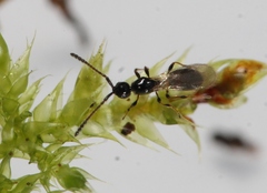 Trichopria sociabilis