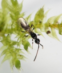 Trichopria sociabilis