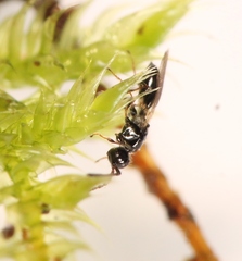 Trichopria sociabilis