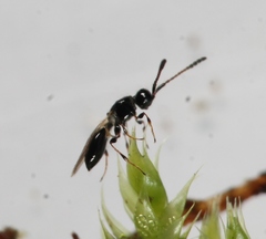 Trichopria sociabilis