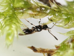 Trichopria sociabilis