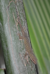 Ailuronyx tachyscopaeus