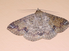 Ericeia inangulata