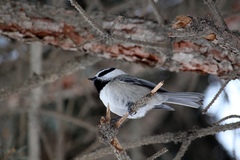 Poecile gambeli