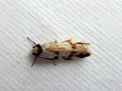Palimmeces variegata