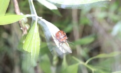 Brontocoris nigrolimbatus