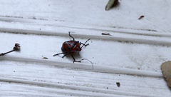 Brontocoris nigrolimbatus