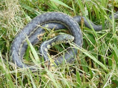 Thamnophis sirtalis semifasciatus