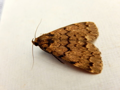 Mormoscopa phricozona