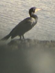 Phalacrocorax carbo