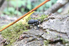 Aegorhinus superciliosus