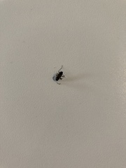 Rhyparochromus vulgaris