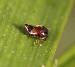 Cypha longicornis