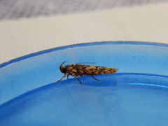 Ardozyga sodalisella