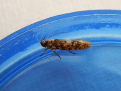 Ardozyga sodalisella