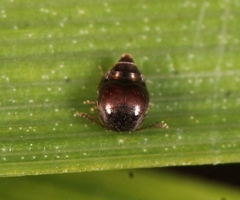 Cypha longicornis