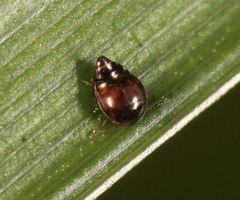 Cypha longicornis