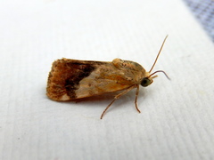 Acontia detrita