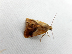 Acontia detrita