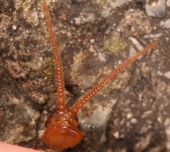 Lithobius melanops