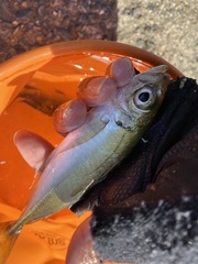 Trachurus japonicus
