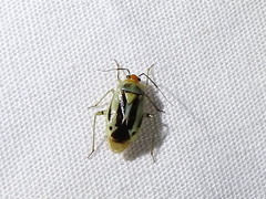 Poecilocapsus nigriger