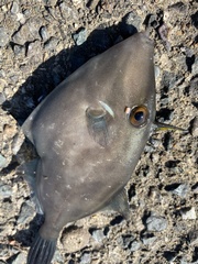 Thamnaconus modestus