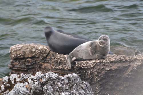 Baikal Seal