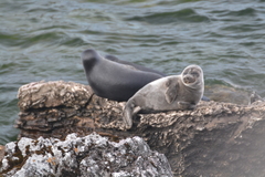 Baikal Seal photo 4