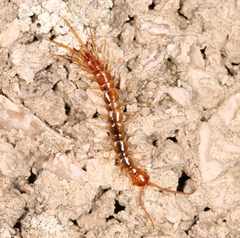 Lithobius melanops