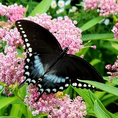 Papilio troilus