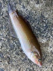 Halichoeres tenuispinis