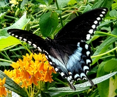 Papilio troilus