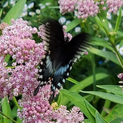 Papilio troilus