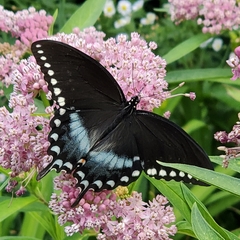 Papilio troilus